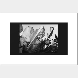 Tropical Palm Leaves in Black and White Posters and Art